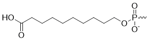 Bio-Synthesis Inc. Oligo Structure